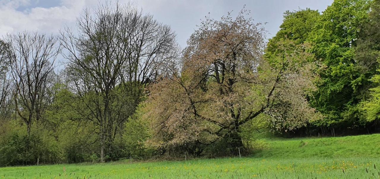 Zum Elleblick Apartman Frauenstein  Kültér fotó